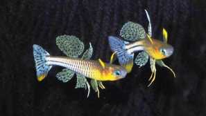 Pseudo -unit gertrude obsah v akváriu